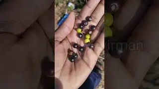 Benefits of soora pazham/ சூரைப்பழத்தின் நன்மைகள்/ உயிர்மண் #shorts