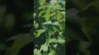 LEAFS