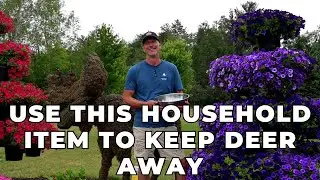 Use This Household Item To Keep DEER Away From Your Flowers