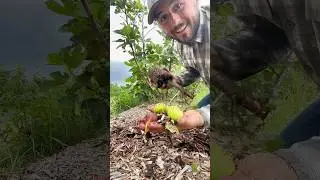 Fig HACK #gardenfun #gardening #garden #gardenhacks #figs