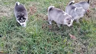 Pomskies for sale in Honeybrook, Pa