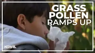 Grass pollen levels off the charts in Eugene, Willamette Valley
