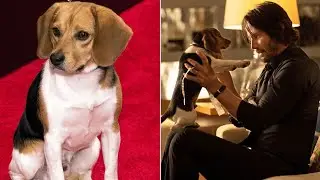 John gets daisy | John wick 2014