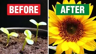 Bambino Dwarf Sunflower: 97 Days Time-lapse