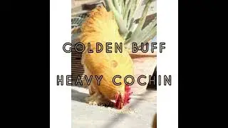 GOLDEN BUFF HEAVY COCHIN