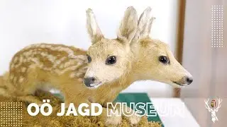 Rundgang durch das OÖ Jagd-Museum 
