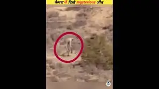 Mysterious animals that were recorded on camera #viral