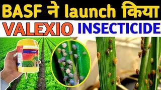 Basf Valexio Insecticide l भूरे माहू की दवाई l BPH Control Insecticide 