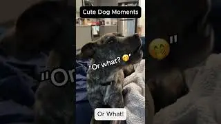 Cuteness Alert! 🛑 You&rsquo;ll Want to Replay This 🐾💗