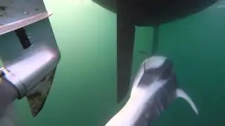 Dolphin Experience