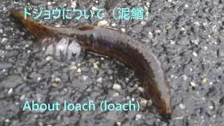 ドジョウについて（泥鰌）、About loach (loach)