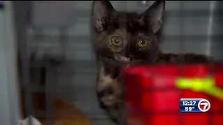 Humane Society of Broward County transports rescue animals from Puerto Rico shelter