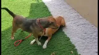 Animalaid