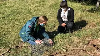 El visón: una amenaza en La Araucanía