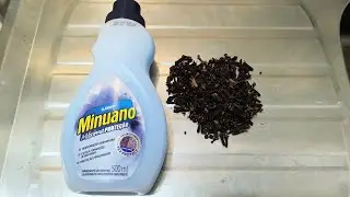SUA CASA TEM MOFO ??🔴MISTURE CRAVO E AMACIANTE !! VOCÊ NÃO VAI ACREDITAR!! FAÇA HJ MESMO ESSA DICA