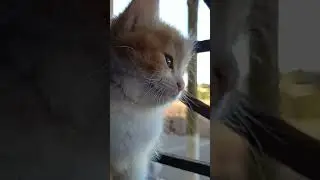Her look is charming.....#cat #cats #funny#animals #cute #amazing #subscribe  #cutecats