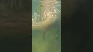 Horse Is UNDERWATER!! #horses #equine #swimming