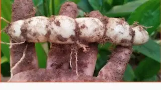 ARARUTA, VOC&Ecirc; CONHECE ESSA PLANTA? COMO PLANTAR ARARUTA,CONFIRA!