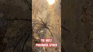 POISONOUS SPIDER IN THAILAND #travel #spider #spiderman #thailand #caving