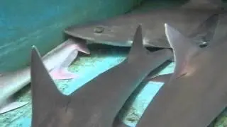 サメの水中映像。