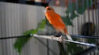 Belgian Canary Song That Awakens Silent Canaries