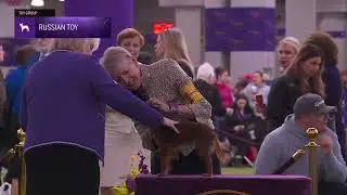 Russian Toys | Breed Judging 2026