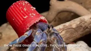 These Creatures Need Love Too (stop hermit crab abuse)