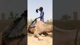 Hard Life in Villages &ndash; Water Journey on Camels 🐪🌞