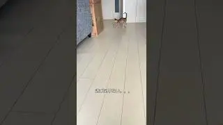 まだ子猫だった時☺️ #猫 #cat #好きな子猫 #kittenshorts #猫のいる暮らし #子ネコ #ベンガル #猫のいる生活