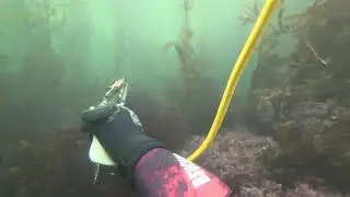 SoCal Spearfishing with the Crew #spearfishing #spearfishingcalifornia / Beuchat Redrock