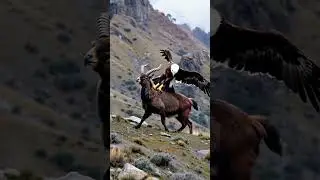 Markhor and eagle fighting
