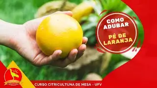 Como adubar PÉ DE LARANJA, LIMÃO, MEXERICA, ADUBAÇÃO EM CÍTRICOS -Curso UFV CITRICULTURA DE MESA