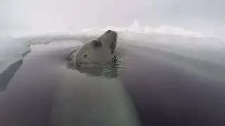 Adorable Baby Seals in Canada | A Winter Wonderland
