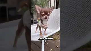 Чихуахуа &ndash; самая опасная собака?! 😳🐶 #животные #собака #чихуахуа