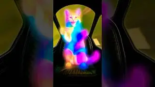 😹Cat VS Asteroid?!☄️🙀 The Pilot Guy Lost His Mind!😭🤣 #cat #cattales #catfunny