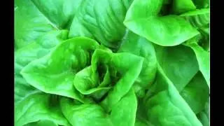 Deer Tongue Herb Benefits