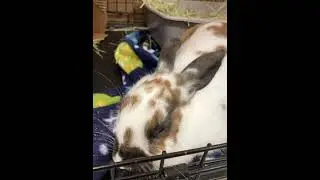 ADOPTED! Holly - adoptable rabbit at Oshkosh Area Humane Society #adoptarabbit