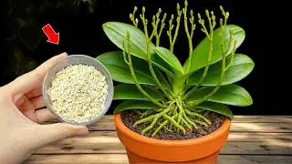 🌸Place this under each orchid pot! Suddenly, it will sprout many roots and bloom year-round.