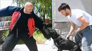 Serbian defense dog Senka (Neo x Tara Nox) first time on bite suit