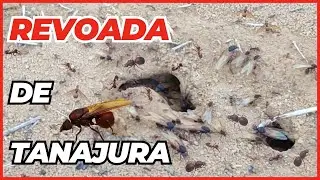 REVOADA de TANAJURA (I&Ccedil;&Aacute;) a rainha das Formigas Sa&uacute;vas