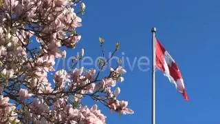 Canada Flag And Magnolia Flowers