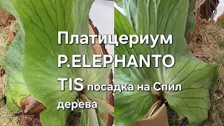Платицериум P.ELEPHANTOTIS посадка  на Спил дерева 