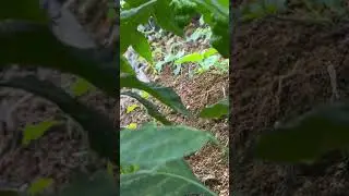 Farming in Jamaica 🇯🇲 #reggae #bobmarley