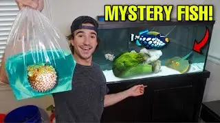 Buying *MYSTERY* Saltwater PUFFER FISH For My NEW Aquarium!!