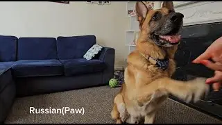 German shepherd learns to respond to commands in different languages #best #dog #training #language