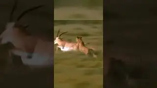 The gazelle fights the cheetah with its speed and agility#gazelle #cheetah #trending #shorts