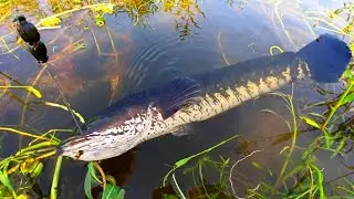Unique Murrel Fishing Technique in Live Fish Bait | Murrel Fishing in Village | Viral Fish Trap Hook