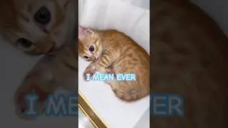 Никогда этого не забуду ‼️ #кошачьишорты #котлог67