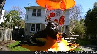 Male Baltimore Oriole calling