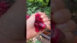 Fun little Halloween themed video 🧛&zwj;♀️ no dragonfruit was wasted in the making 😋but some were harm
